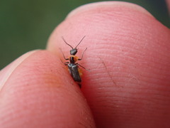 Axinotarsus pulicarius