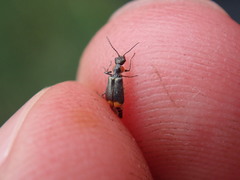 Axinotarsus pulicarius