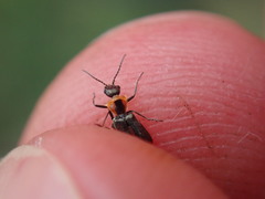 Axinotarsus pulicarius