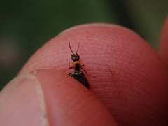 Axinotarsus pulicarius