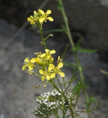 Biscutella laevigata