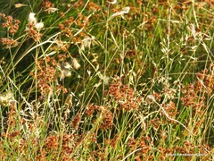 Juncus acutiflorus