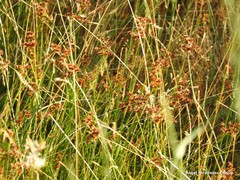 Juncus acutiflorus