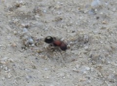 Sigilla dorsata