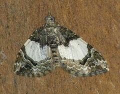 Chrysolarentia phaedra