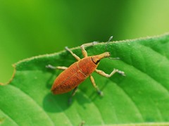 Lixus impressiventris