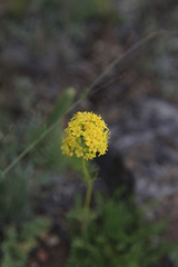 Patrinia intermedia