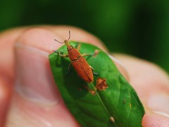 Lixus impressiventris