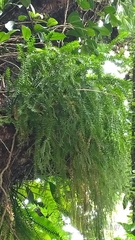 Phlegmariurus phlegmaria