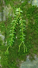 Phlegmariurus phlegmaria