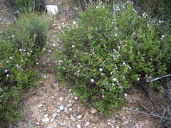 Chascanum cuneifolium