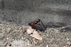 Camponotus obscuripes