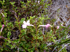 Chascanum cuneifolium