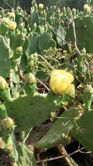 Opuntia