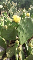 Opuntia