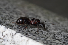 Camponotus obscuripes