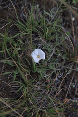 Convolvulus ammannii