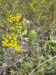 Euphorbia stepposa