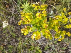 Euphorbia stepposa