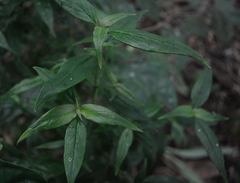 Spigelia