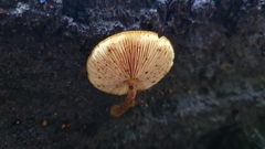 Gymnopilus ferruginosus