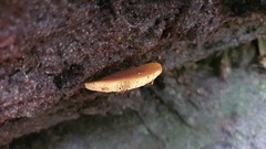 Gymnopilus ferruginosus