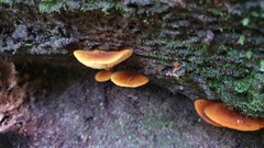 Gymnopilus ferruginosus