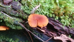 Gymnopilus ferruginosus