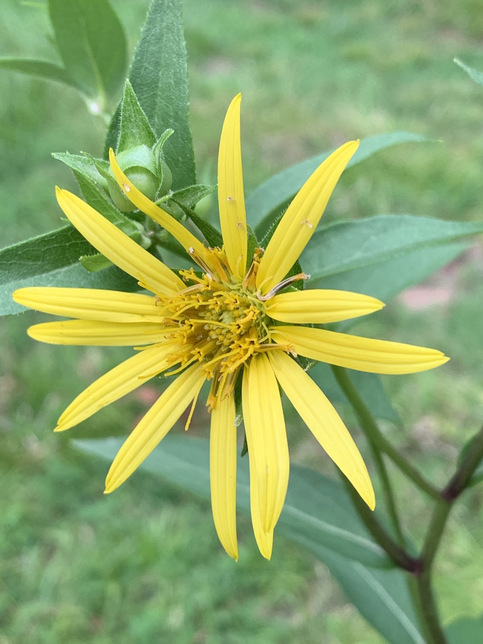 Silphium asteriscus