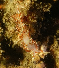 Aeolidioidea