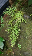 Selaginella involvens
