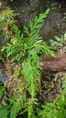 Selaginella involvens