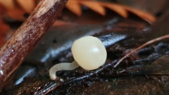 Vibrissea dura