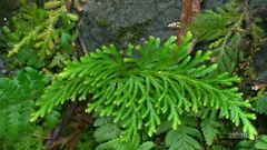 Selaginella involvens