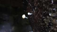 Vibrissea dura