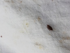 Errhomenus brachypterus