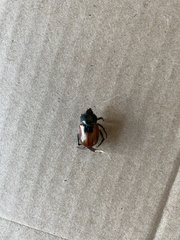 Anisoplia austriaca