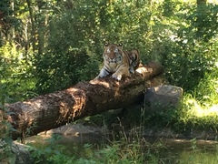 Panthera tigris altaica