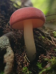 Russula persanguinea