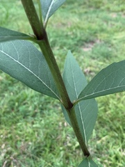 Silphium asteriscus latifolium