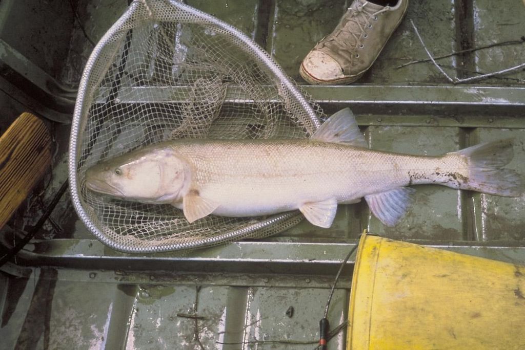 Colorado Pikeminnow
