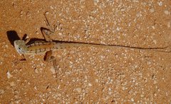 Ctenophorus maculatus