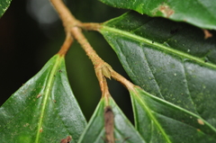 Viburnum arboricolum
