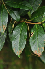 Viburnum arboricolum