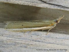 Pima albiplagiatella