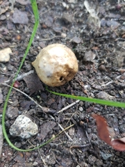 Amphibolips quercusinanis