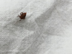 Errhomenus brachypterus