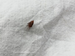 Errhomenus brachypterus