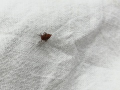 Errhomenus brachypterus