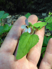 Viola ocellata